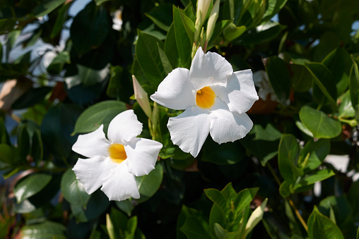 Dipladenia white flowers