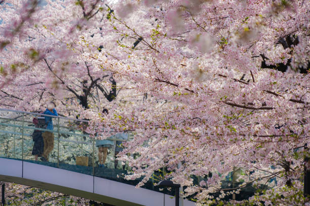 People standing in wrapped in cherry bridge People standing in wrapped in cherry bridge. Shooting Location: Tokyo's 23 wards 靴 stock pictures, royalty-free photos & images