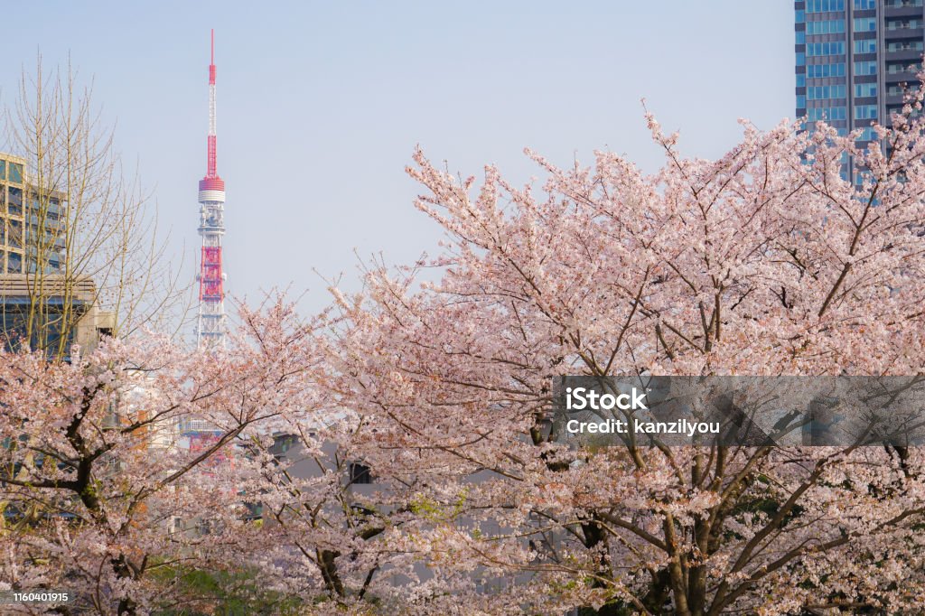 Full bloom of the cherry tree and the Tokyo Tower Full bloom of the cherry tree and the Tokyo Tower. Shooting Location: Tokyo's 23 wards Blue Stock Photo