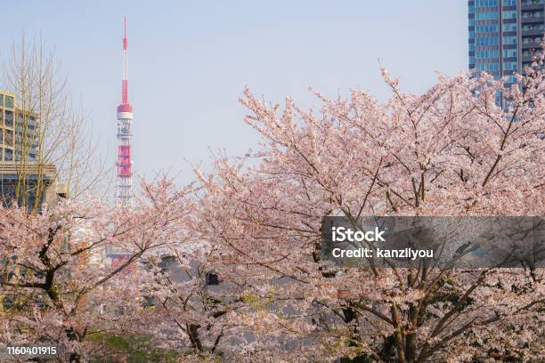 Full Bloom Of The Cherry Tree And The Tokyo Tower Stock Photo - Download Image Now - Blue, Building Exterior, Business