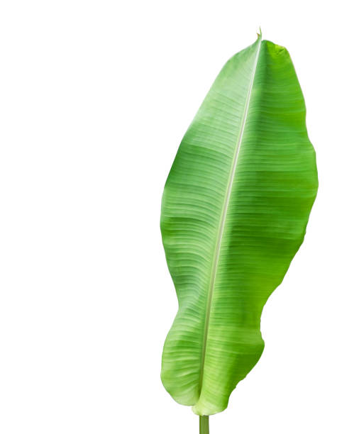 istock Banana foliage isolated on white background with clipping path 1160402290