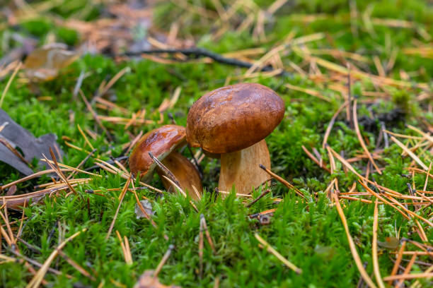 polnischer pilz der gattung borovik oder mokhovik. boletus badius. - boletus badius stock-fotos und bilder