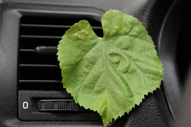 istock Green leaf in the car. 1160402459