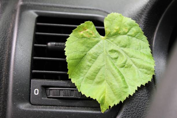 istock Green leaf in the car. 1160402461