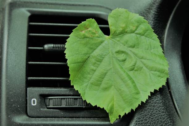 istock Green leaf in the car. 1160402494