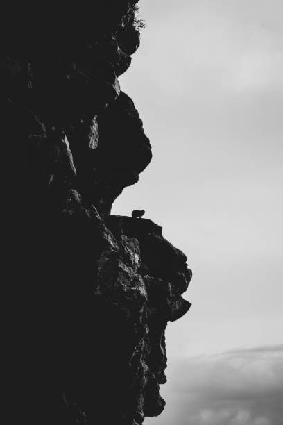istock Rock Hyrax (Procavia capensi) sitting on rock at Table Mountain, Cape Town 1160403463