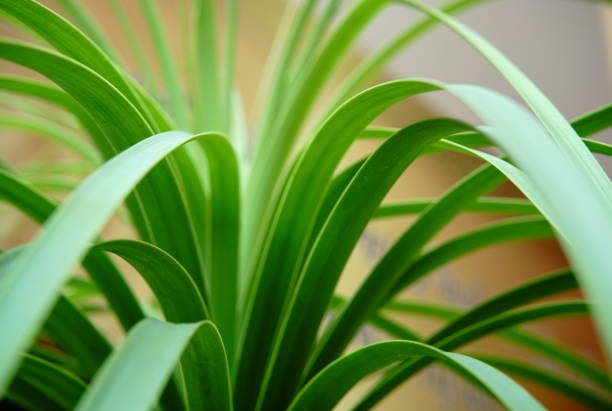 Plant, Hungary, Apartment, Beauty In Nature, Blossom
