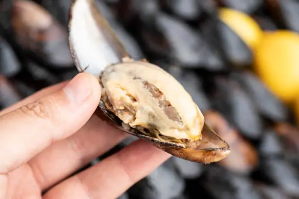 Istanbul, Turkey - Middle East, Mussel, Protein, Animal Shell