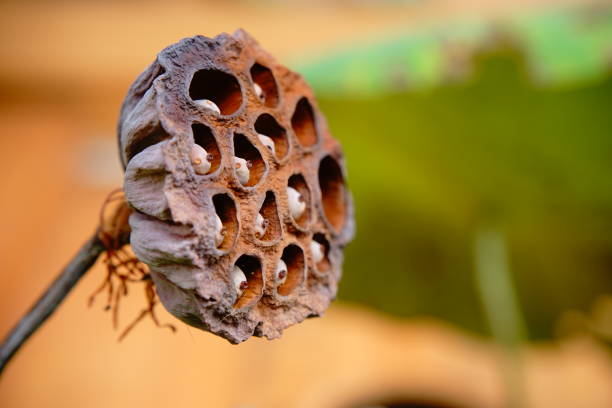 istock Lotus pod at the lotus pond 1160404516