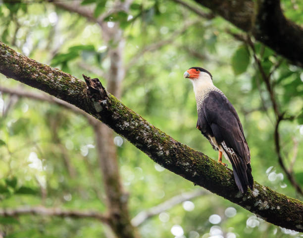 Crested Caracara in Costa Rica Portrait of Crested Caracara in Santa Rosa National Park in Costa Rica crested caracara stock pictures, royalty-free photos & images
