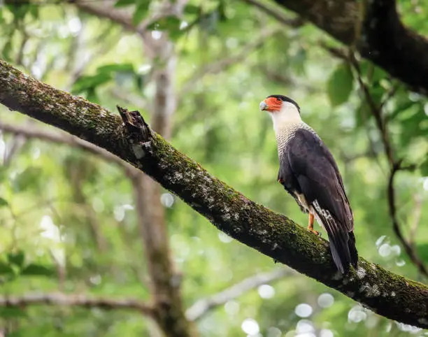 Photo of Crested Caracara in Costa Rica