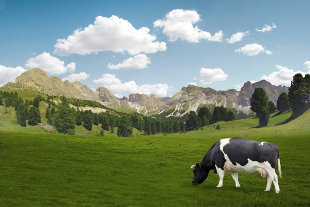 krowa pasąc się na łące w górach. - pasąc zdjęcia i obrazy z banku zdjęć