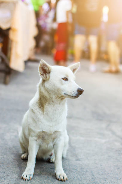 istock White dog sitting on concrete floor. 1160405884