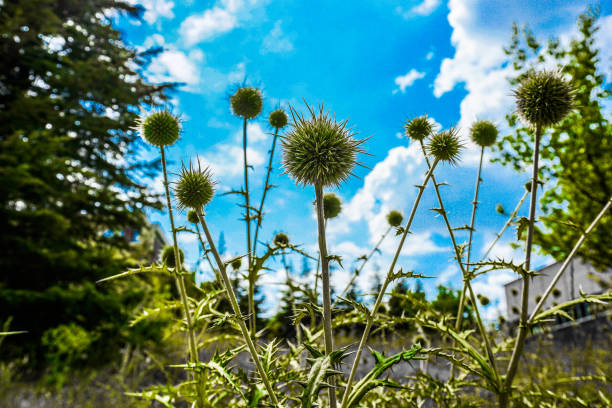 Close-up low-angle view of green spiky burdock Arctium or greater burr-weed buds and leaves against a bright, clear blue sky with copy space.
