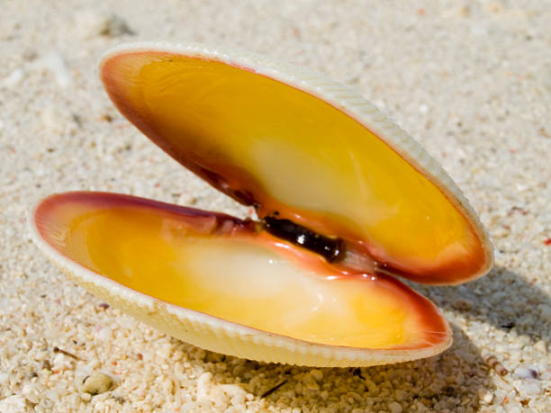 Sharp Clam Shell 10+ Clam Scallop Shell Philippines Stock Photos, Pictures & Royalty ...