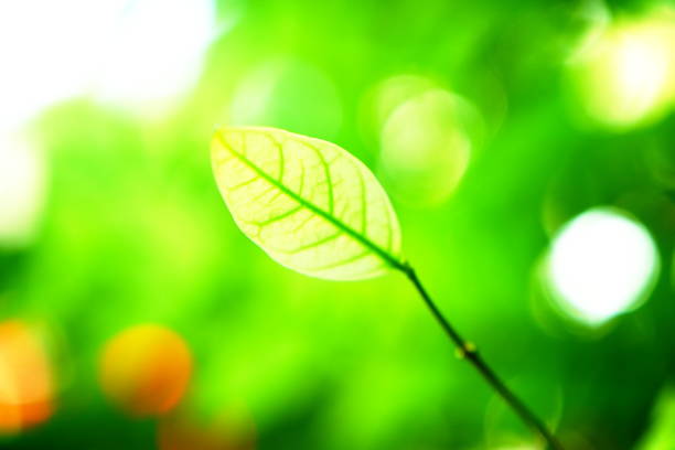 istock Green Leaves in a Forest 1160406161
