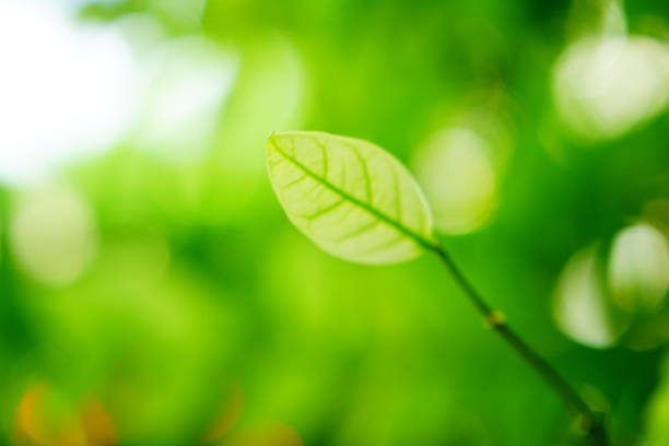 istock Close-up of beech leaves in springtime 1160406439
