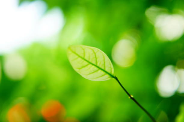 istock Close-up Green leaves background 1160406444