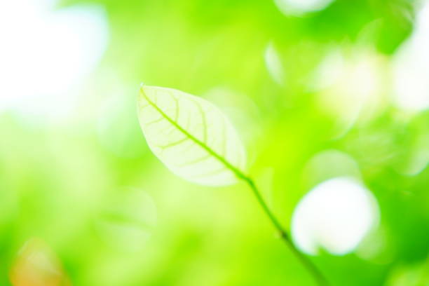 istock Close-up of beech leaves in springtime 1160406548