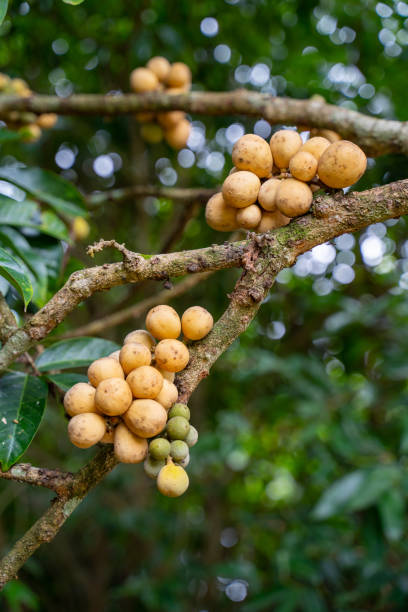 istock A fresh fruit Longkong and leaf on the Longkong tree in the harvest season. Longkong is a tropical fruit. 1160407708