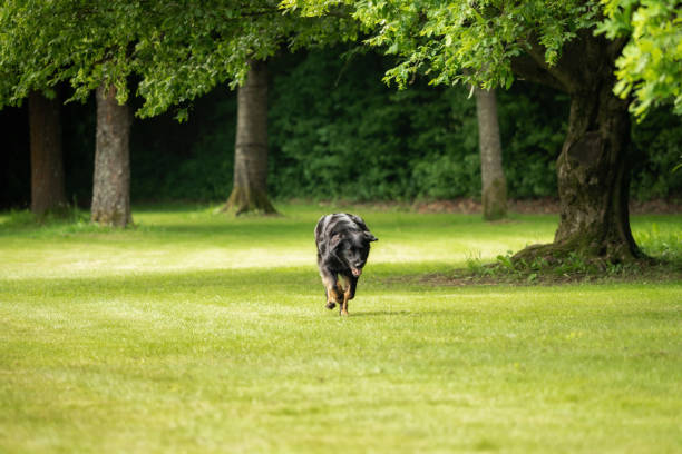 istock A black hovawart outdoors in nature 1160407800