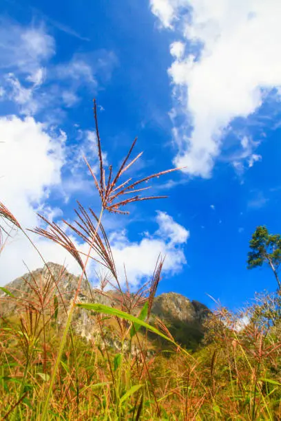 Photo of Beautiful grass flowers Landscape of rocky Limestone Mountain and green forest with blu sky at Chiang doa national park in Chiangmai, Thailand