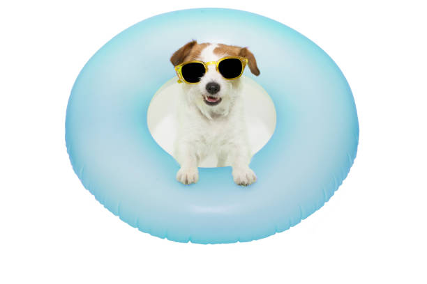 istock HAPPY DOG SUMMER VACATIONS. JACK RUSSELL INSIDE A INFLATABLE OR BLUE FLOAT POOL WEARING YELLOW SUNGLASSES. ISOLATED AGAINST WHITE BACKGROUND. 1160409111