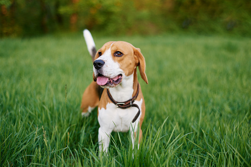 the beagle stands in the grass with his tongue sticking out. Breed dog portrait. Happy Dog on the walk in the park.