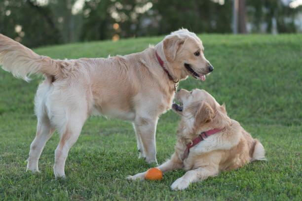 istock Two Golden Retriever dog playing on the grass 1160410422
