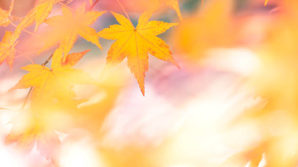 istock Yellow maple leaves with bokeh background 1160411013