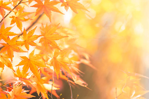 istock Yellow maple leaves with bokeh background 1160411066