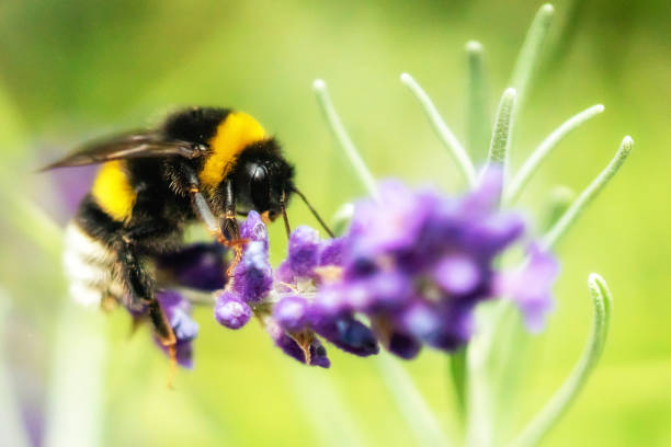 istock Insects and flowers 1160411303