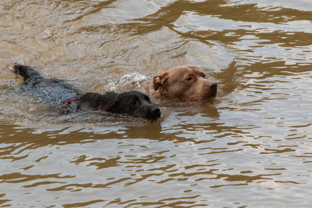 istock Two Dogs Dog Paddle In River Chasing After Thrown Ball 1160411669