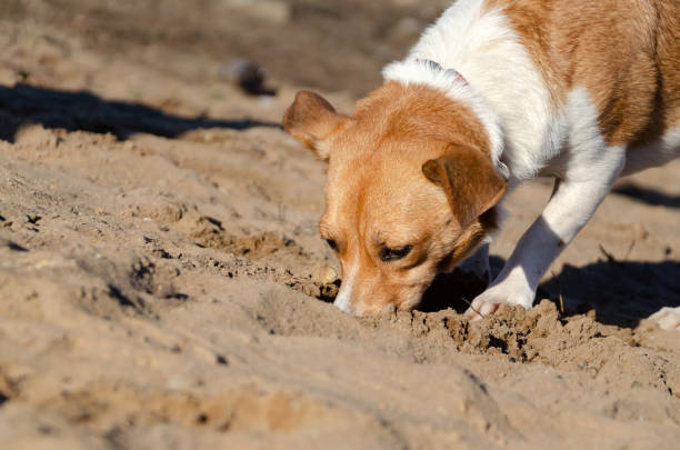 istock Young energetic half-breed dog walks. How to protect your pet from hyperthermia. 1160411791
