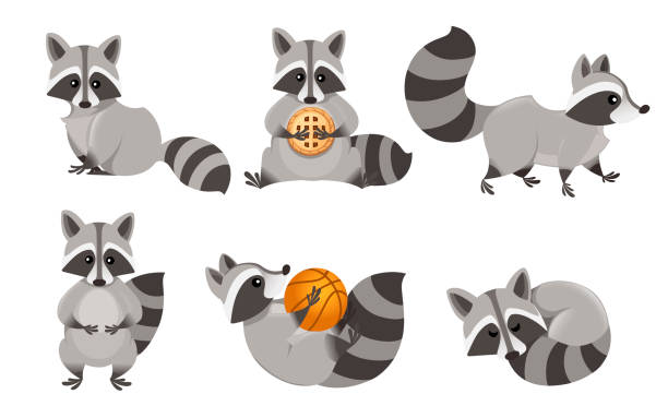 Cute cartoon raccoon set. Funny raccoons collection. Emotion little raccoon. Cartoon animal character design. Flat vector illustration isolated on white background Cute cartoon raccoon set. Funny raccoons collection. Emotion little raccoon. Cartoon animal character design. Flat vector illustration isolated on white background. racoon stock illustrations