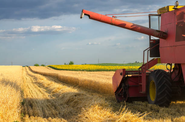 istock Combine harvester harvesting wheat 1160412236