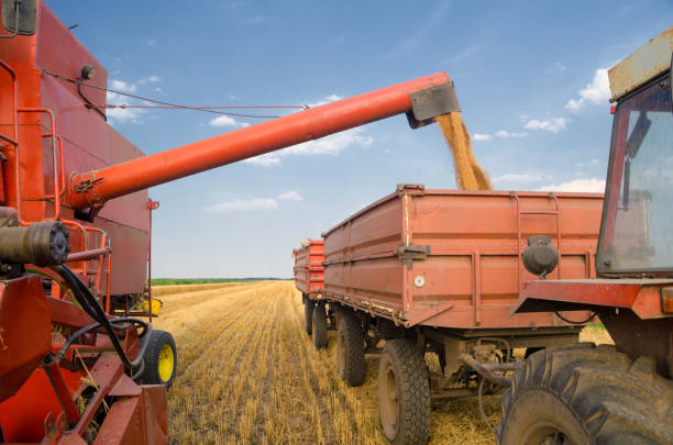 istock Combine harvester harvesting wheat 1160412250