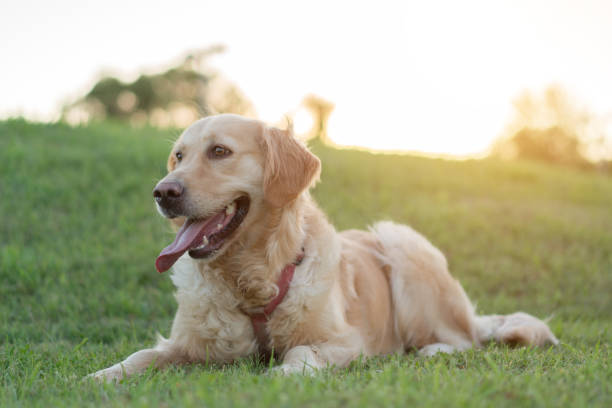 Golden Retriever dog lying on the grass Golden Retriever dog lying on the grass panting stock pictures, royalty-free photos & images