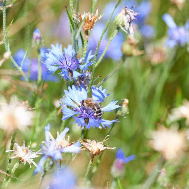 istock Cereal field with cornflowers under sunlight. Selective focus. Plant background. 1160414246