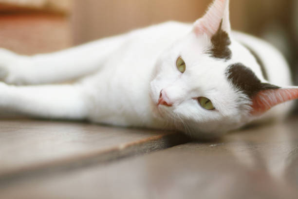 istock White cat Sleeping and enjoy on wood terrace 1160415501