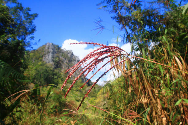 istock Green forest and jungle with blue sky on Mountain. 1160415585