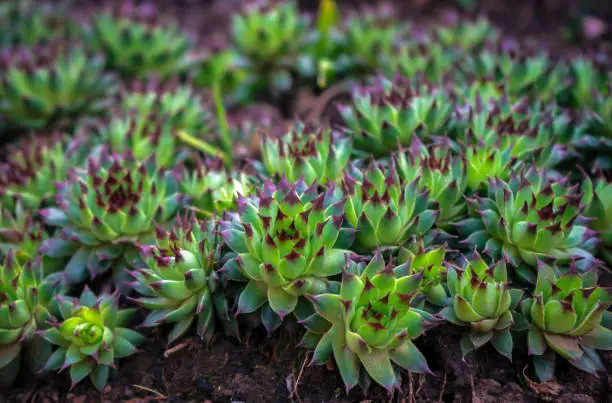 Housleek or semprevivum plant in home garden.