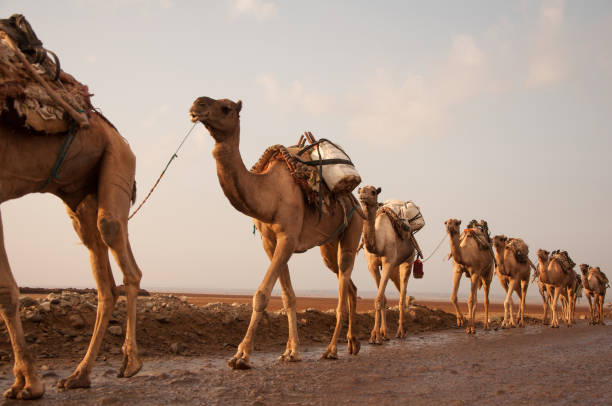 istock Caravan of Camels in Danakil Depression 1160419603