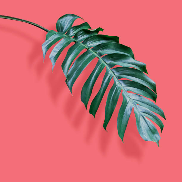 istock Philodendron tropical leaves on coral color background with clipping path minimal summer 1160419694