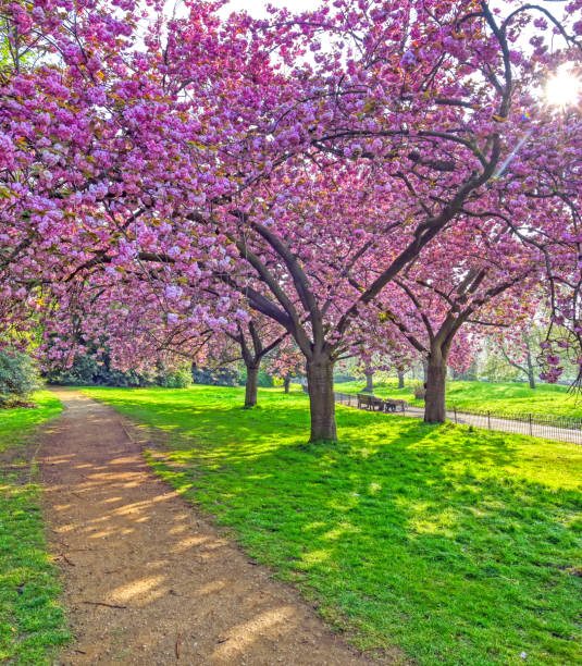 istock Hyde Park in London, UK 1160421089