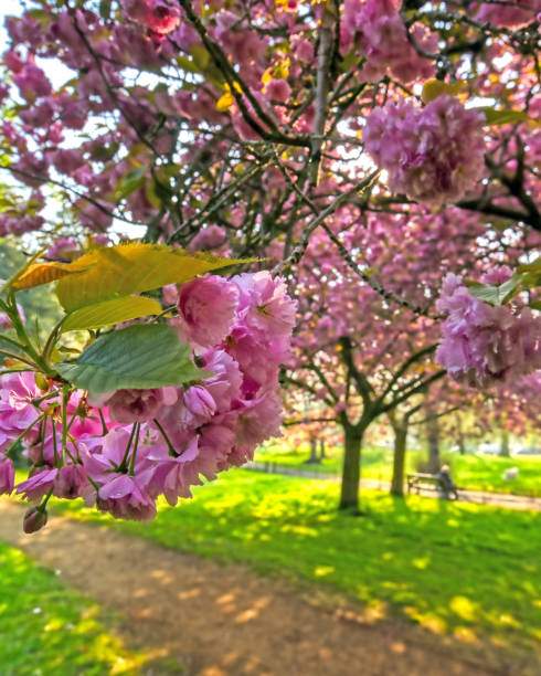 istock Hyde Park in London, UK 1160421245