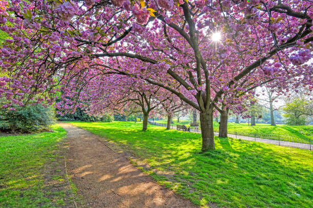 istock Hyde Park in London, UK 1160421955