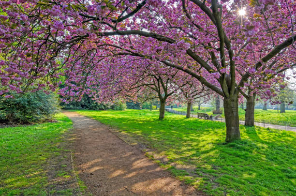 istock Hyde Park in London, UK 1160422039