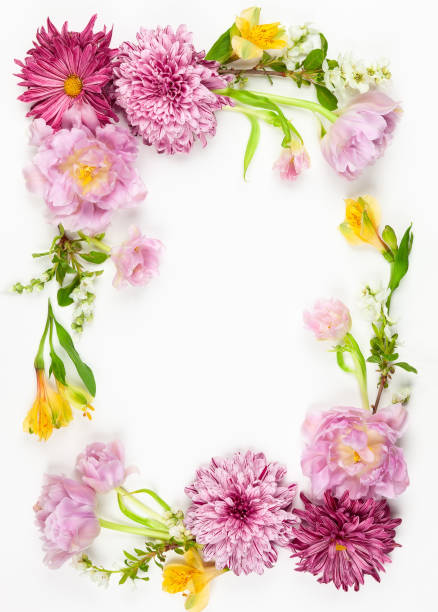 istock Beautiful pink flowers on white background 1160422119