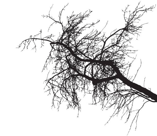 illustrations, cliparts, dessins animés et icônes de silhouette nue de branche d'arbre sur le fond blanc. branchement d'arbre sans feuillage. illustration de vecteur - tree silhouette branch bare tree